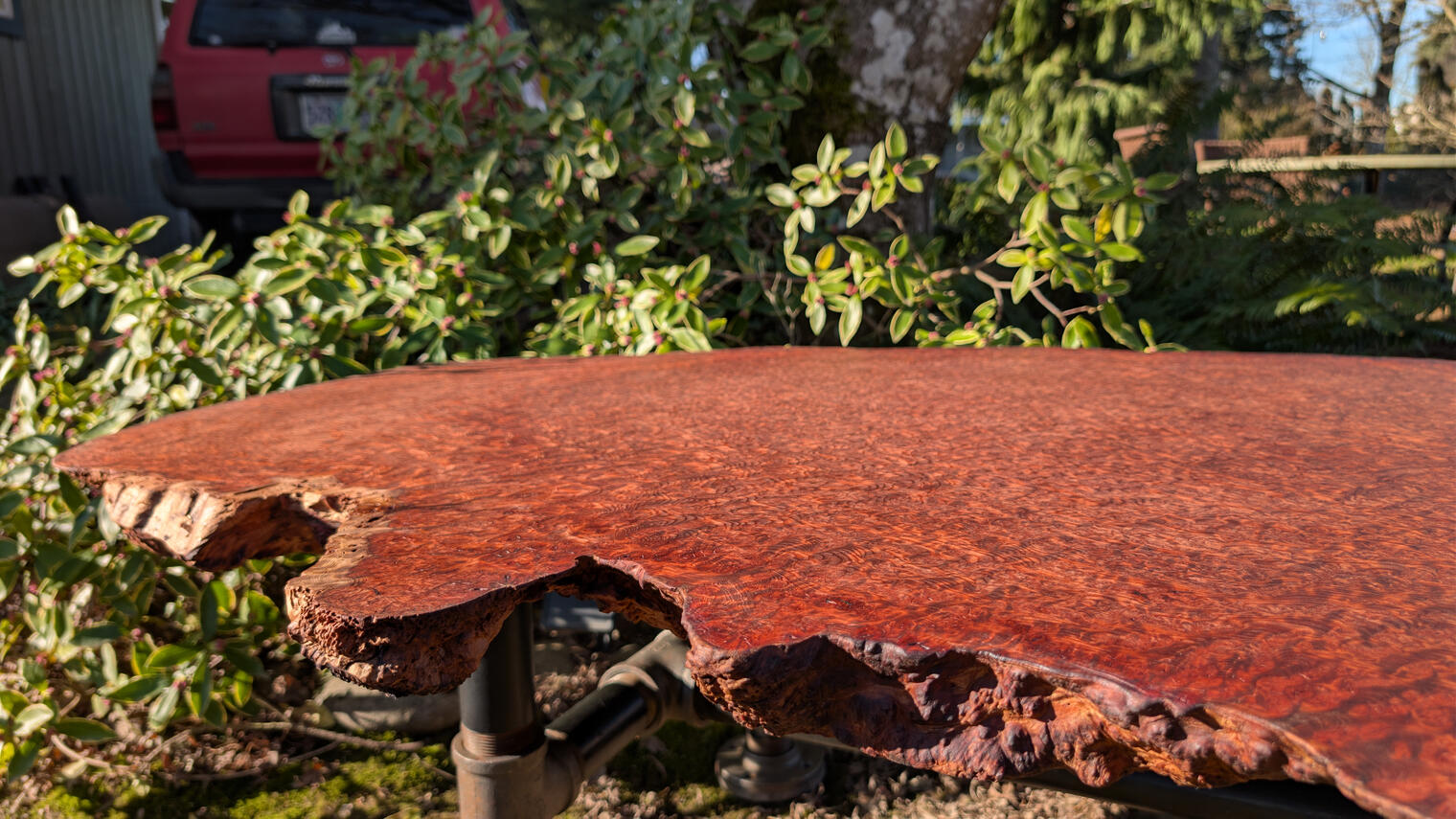 Redwood Burl Coffee Table